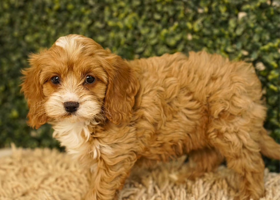 Cavapoo Puppy For Sale