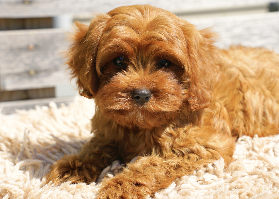 Cavapoo Puppy For Sale