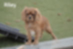 Thumbnail: Cavalier King Charles Spaniel Puppy For Sale