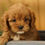 Thumbnail: Cavapoo Puppy For Sale