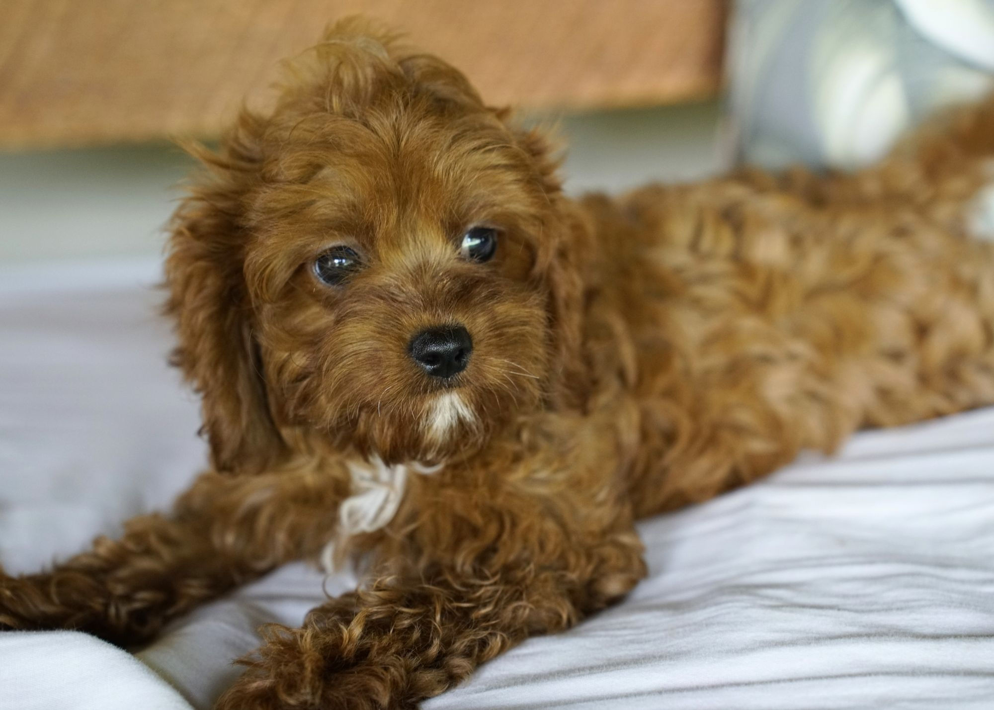 Aldric Cavapoo Puppy For Sale