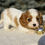 Thumbnail: Cavalier King Charles Spaniel Puppy For Sale