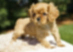 cavalier king charles spaniel puppy