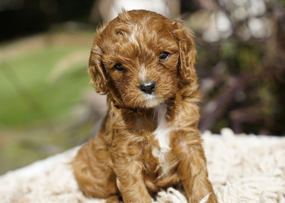 Thumbnail: Cavapoo Puppy For Sale In Indiana