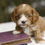 Thumbnail: Cavapoo Puppy For Sale