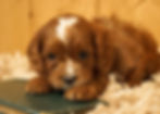 Thumbnail: Cavapoo Puppy For Sale