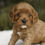 Thumbnail: Cavapoo Puppy For Sale
