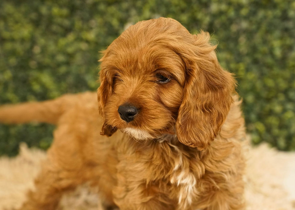 Cavapoo Puppy For Sale