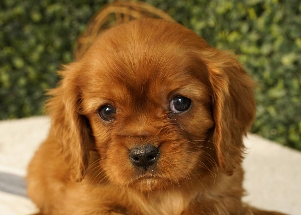 Thumbnail: Cavalier King Charles Spaniel Puppy For Sale