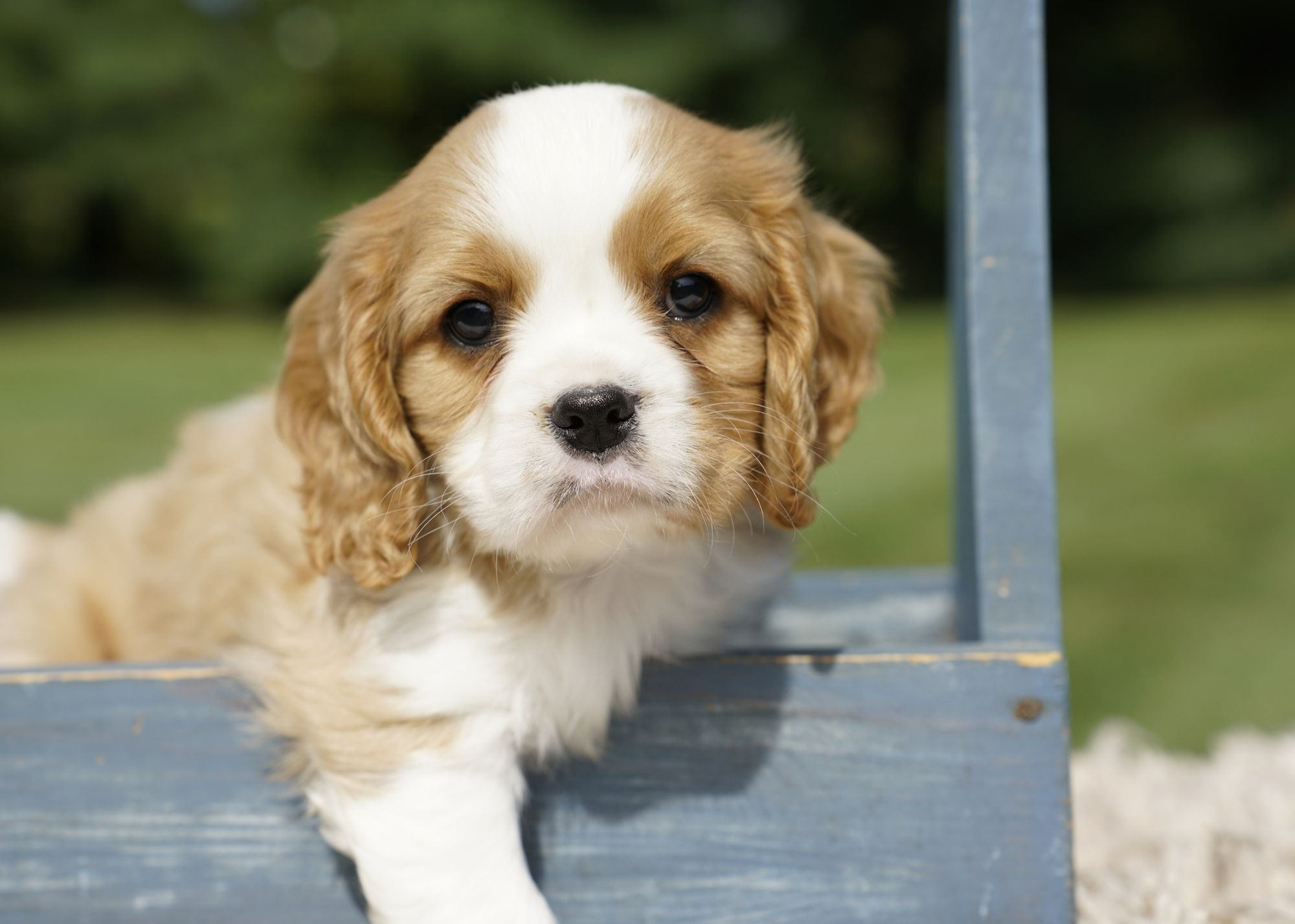 Cavalier King Charles Puppy For Sale Indiana