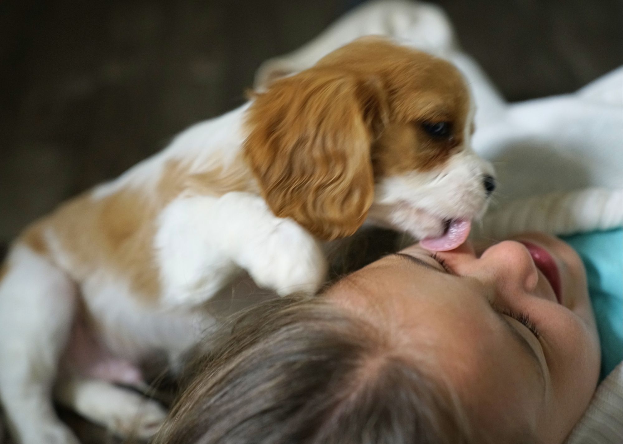 Writer: Karen | Blessed Little Pups