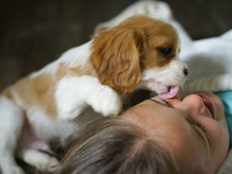 cavalier king charles spaniel