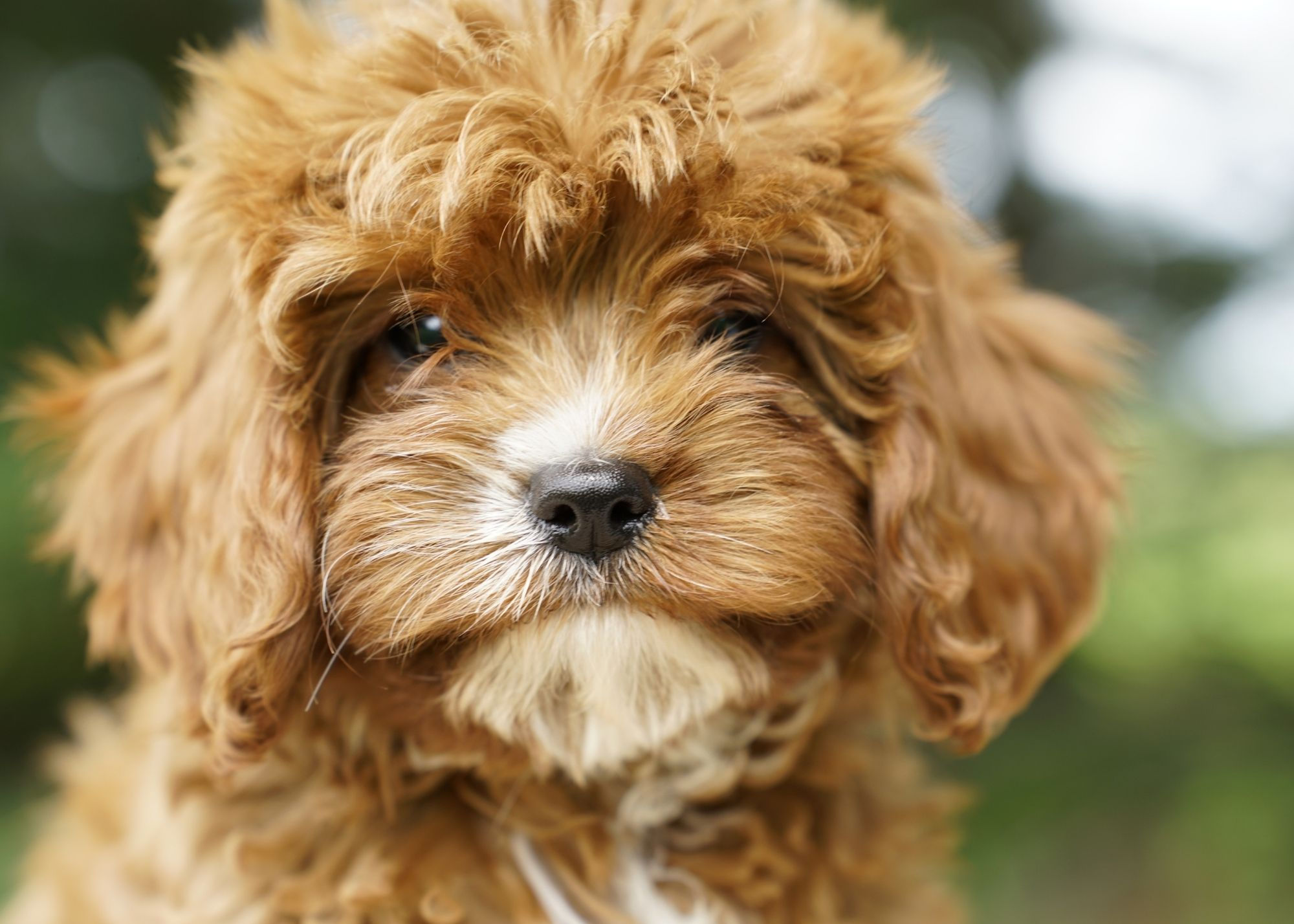 Aveline Cavapoo Puppy
