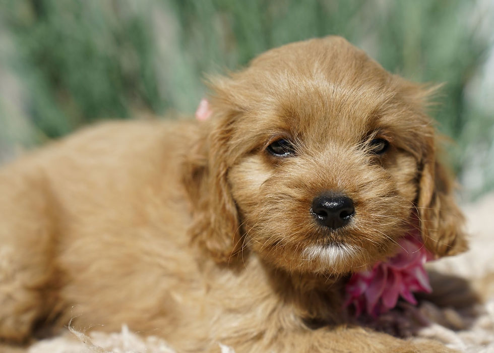 Cavapoo Puppy