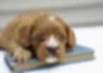 Cavapoo Puppy For Sale