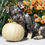 Thumbnail: Merle French Bulldog Puppy