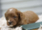 Cavapoo Puppy For Sale