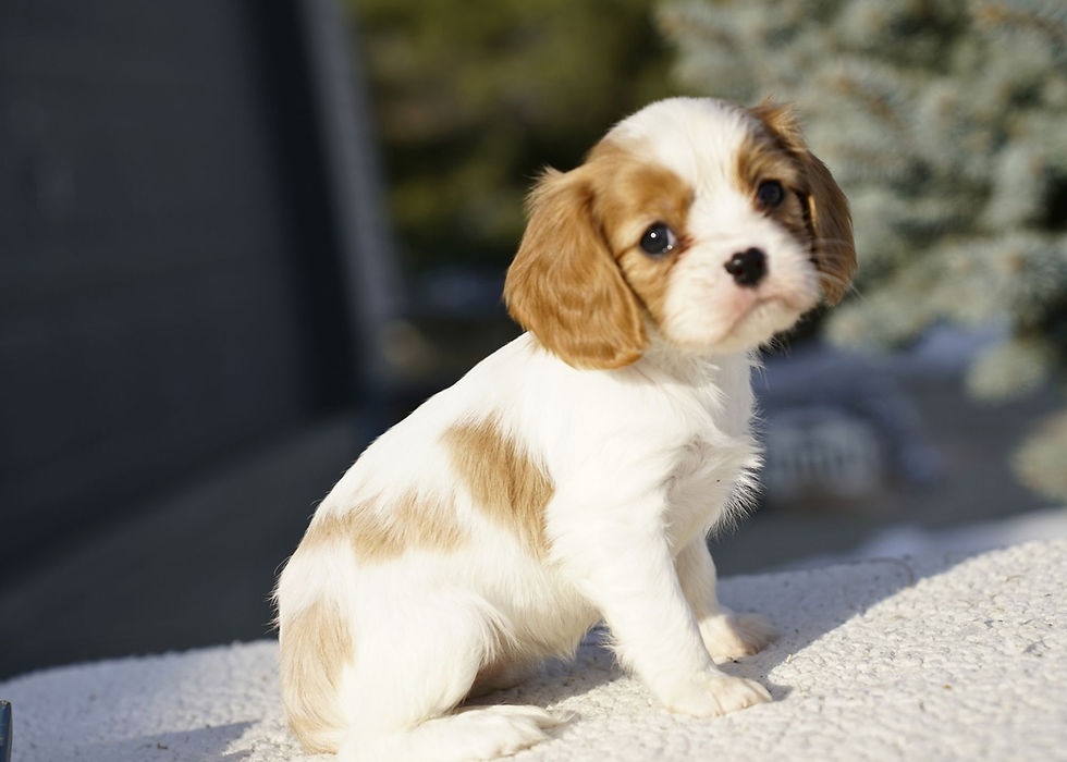 Cavalier King Charles Spaniel Puppy For Sale