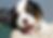 Thumbnail: Cavalier King Charles Spaniel Puppy
