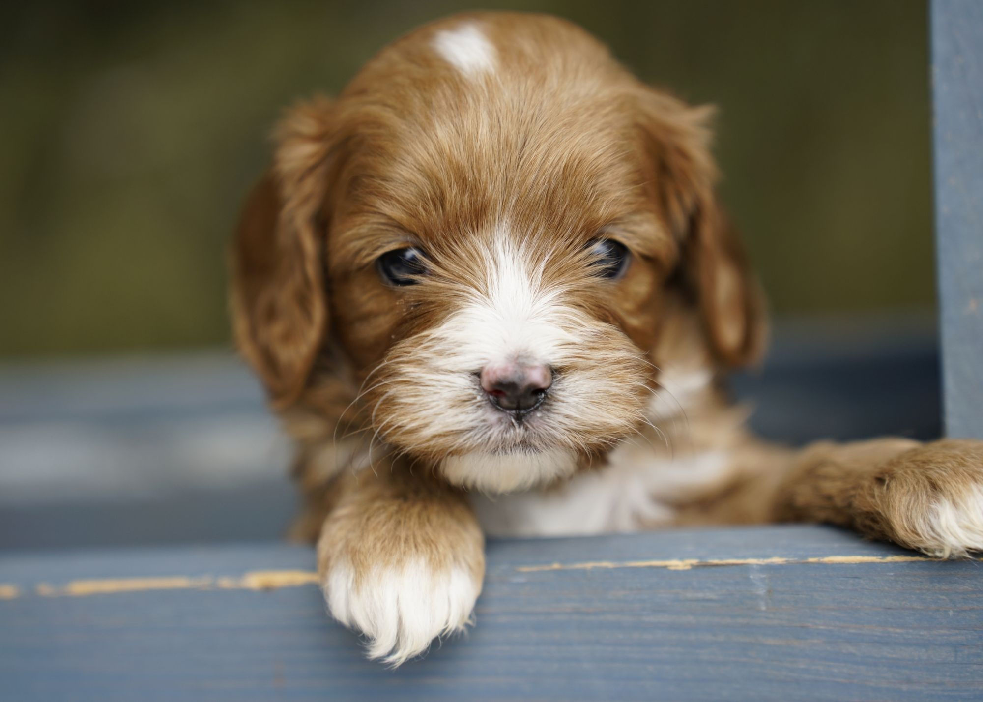 Cavapoo Puppy For Sale