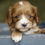 Thumbnail: Cavapoo Puppy For Sale