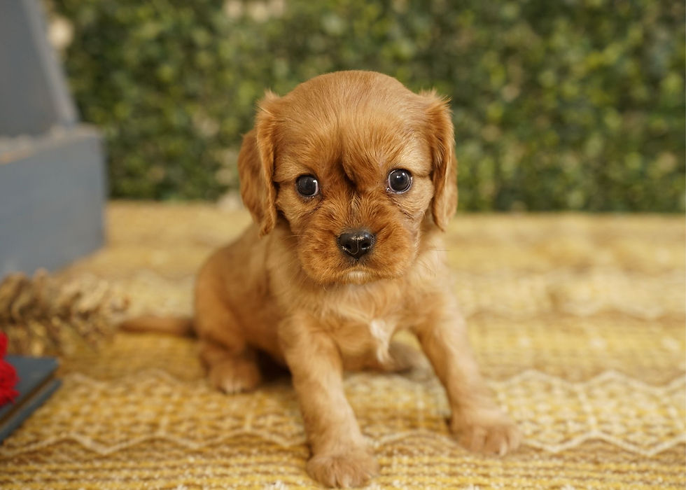 Cavalier King Charles Spaniel Puppy For Sale