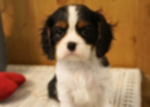 Cavalier King Charles Spaniel Puppy For Sale