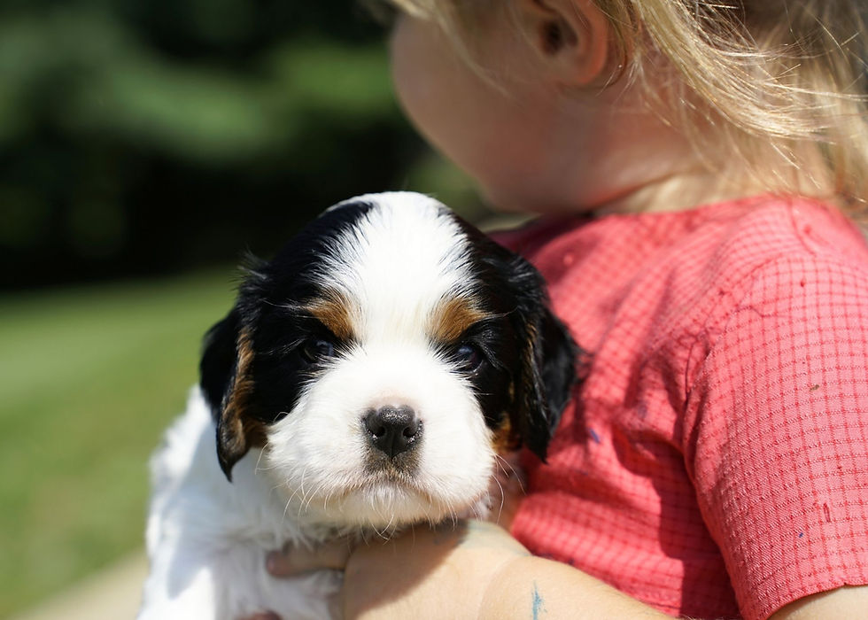 Cavalier King Charles Spaniel Puppy For Sale Indiana