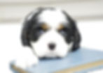 Cavalier King Charles Puppy For Sale