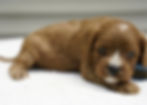 Cavapoo Puppy For Sale