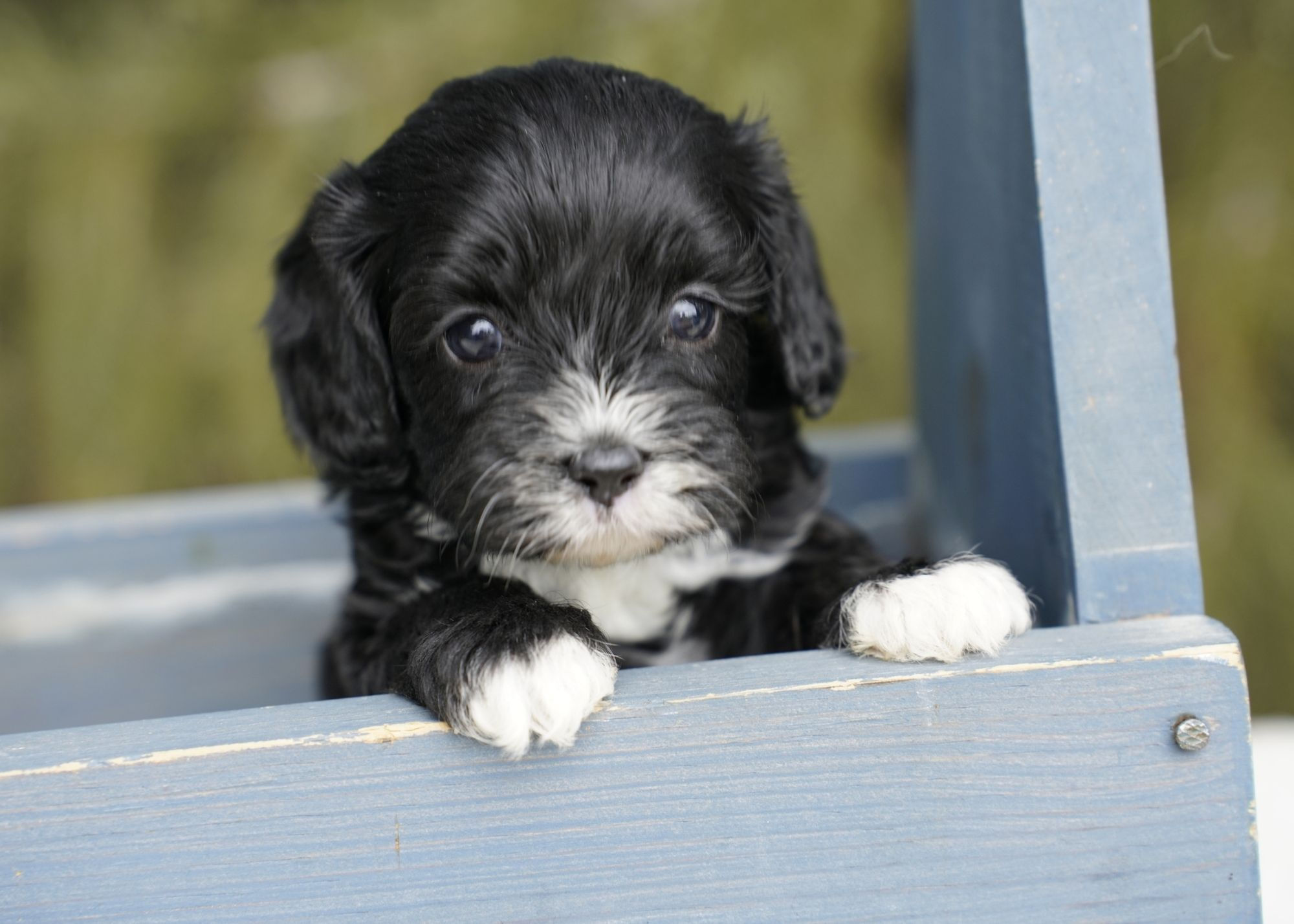 Cavapoo Puppy For Sale