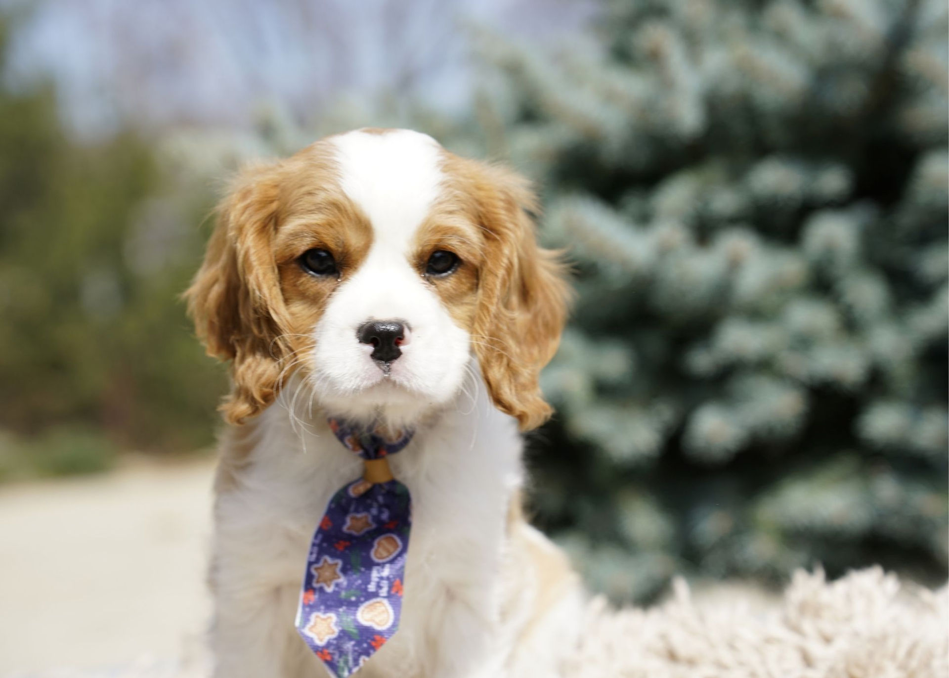 Blenheim Colored Cavalier King Charles Spaniel Puppy With a Color Tie On 