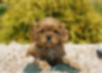 cavalier king charles spaniel puppy