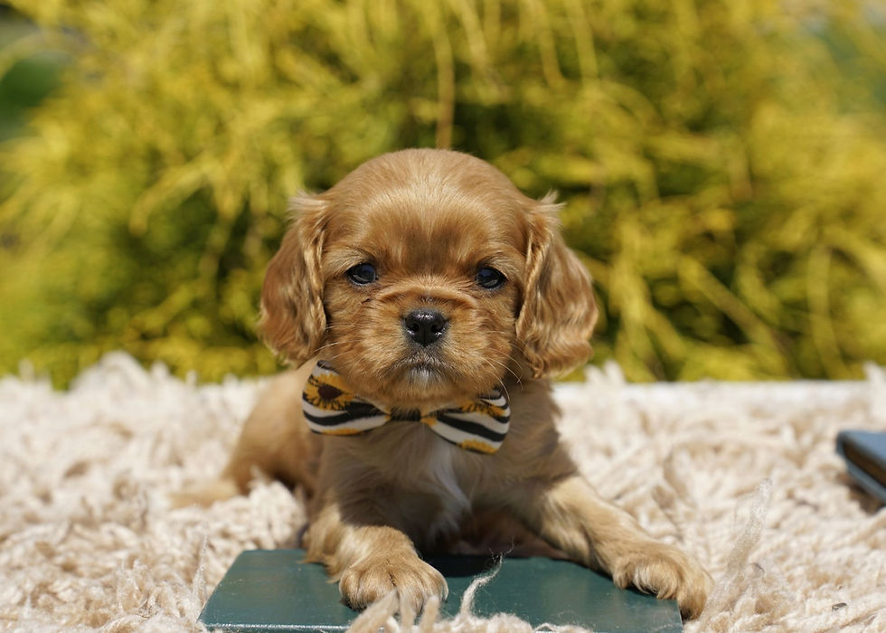 cavalier king charles spaniel puppy