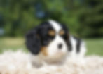 Tri - Color Cavalier King Charles Spaniel For Sale