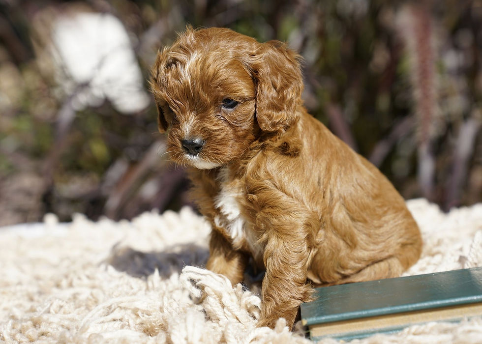 Thumbnail: Cavapoo Puppy For Sale In Indiana