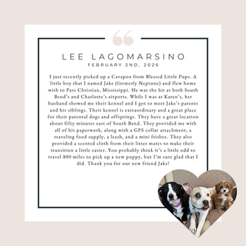  glowing 5-star review praising the health and temperament of a Cavalier King Charles
Spaniel, or  Cavapoo from Blessed Little Pups.