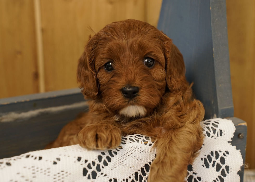 Cavapoo Puppy For Sale