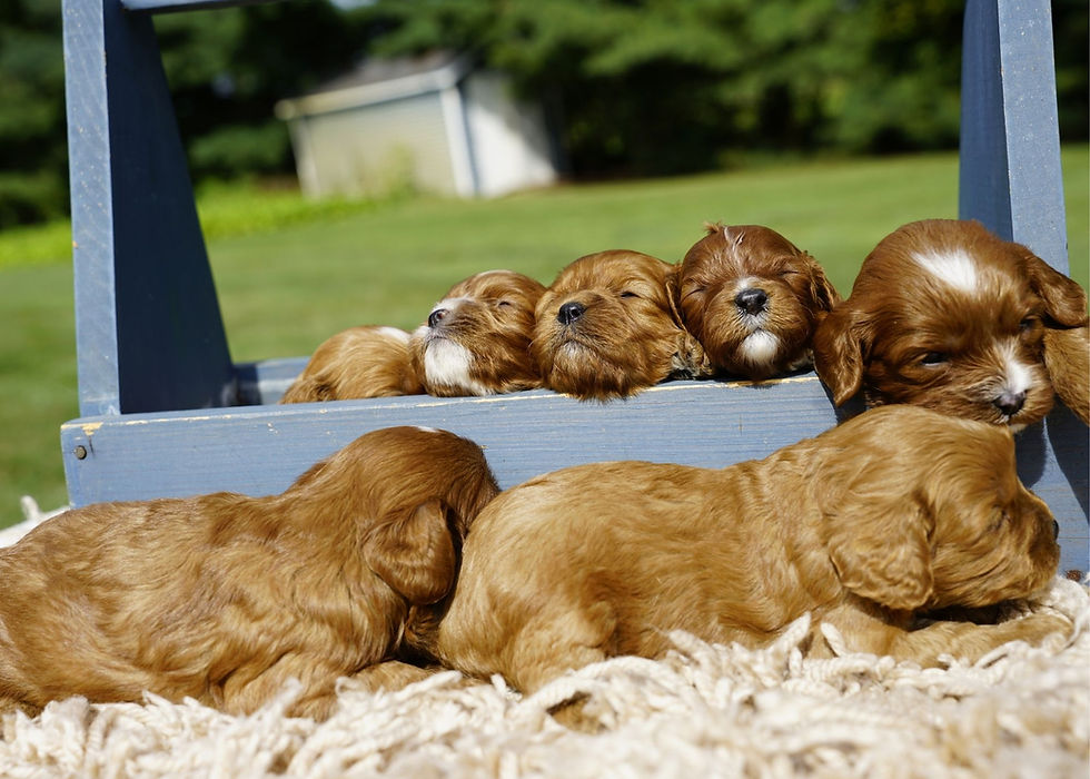 Cavapoo Puppies For Sale
