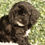 Thumbnail: Cavapoo Puppy For Sale