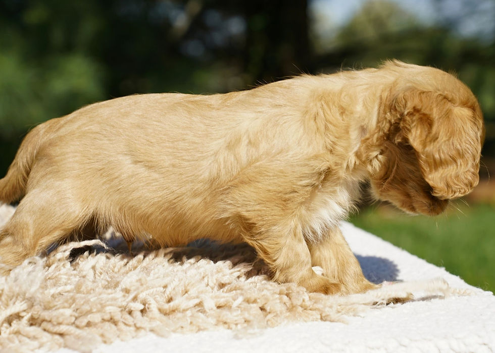 Thumbnail: cavalier king charles spaniel puppy