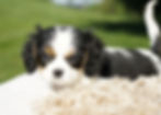Cavalier King Charles Spaniel Puppy For Sale