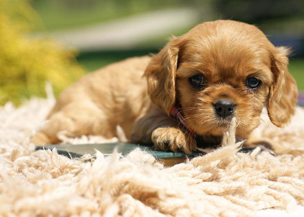 Thumbnail: cavalier king charles spaniel puppy