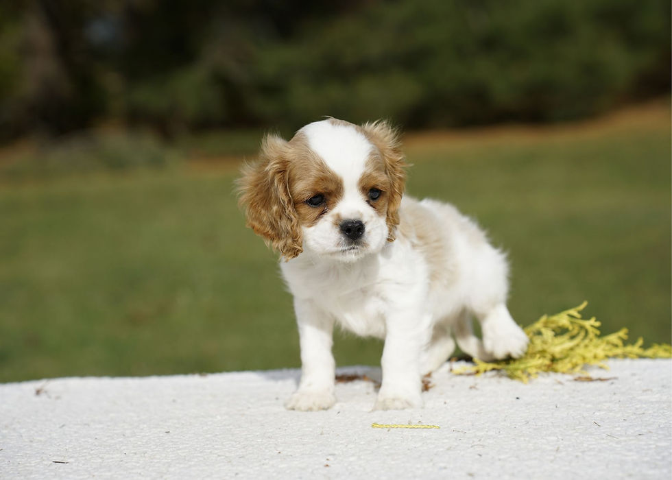 Cavalier King Charles Spaniel Puppy For Sale