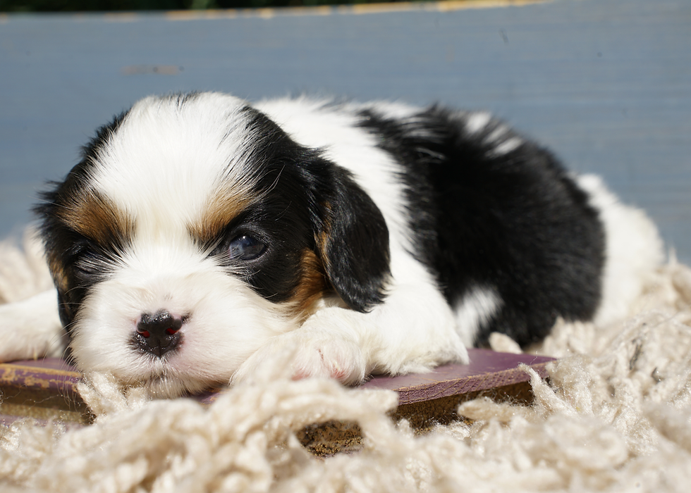 Cavalier King Charles Spaniel Puppy For Sale