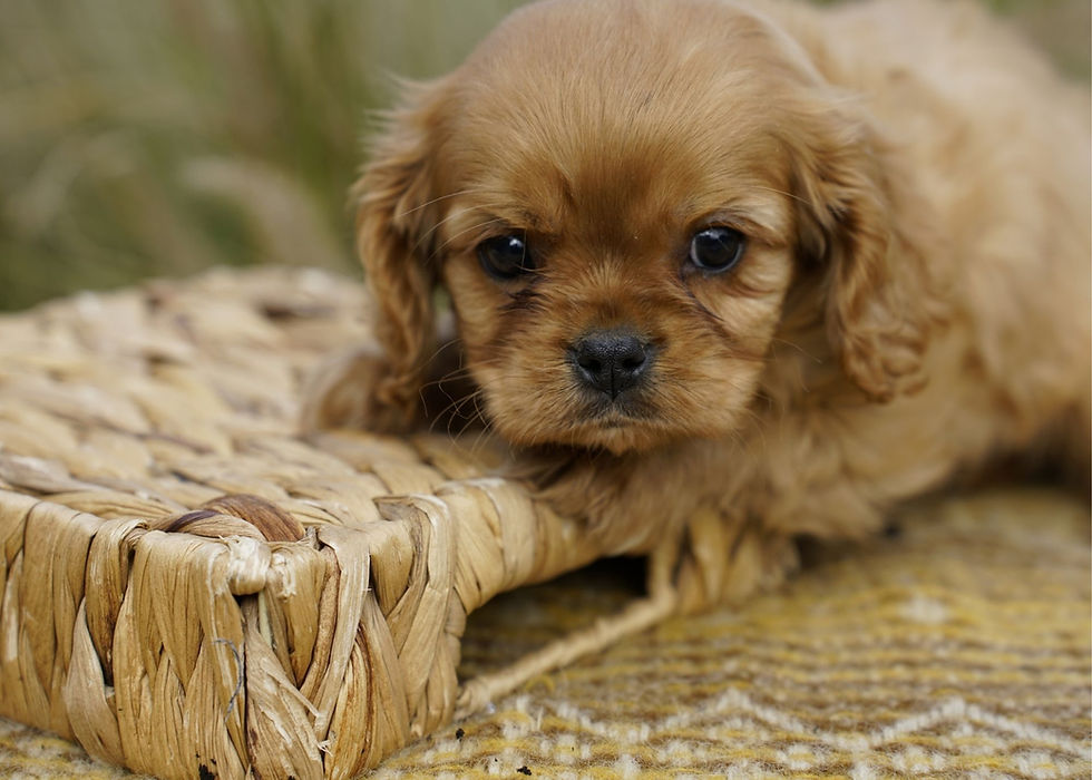 Cavalier King Charles Spaniel Puppy For Sale