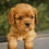 Thumbnail: Cavalier King Charles Spaniel Puppy For Sale