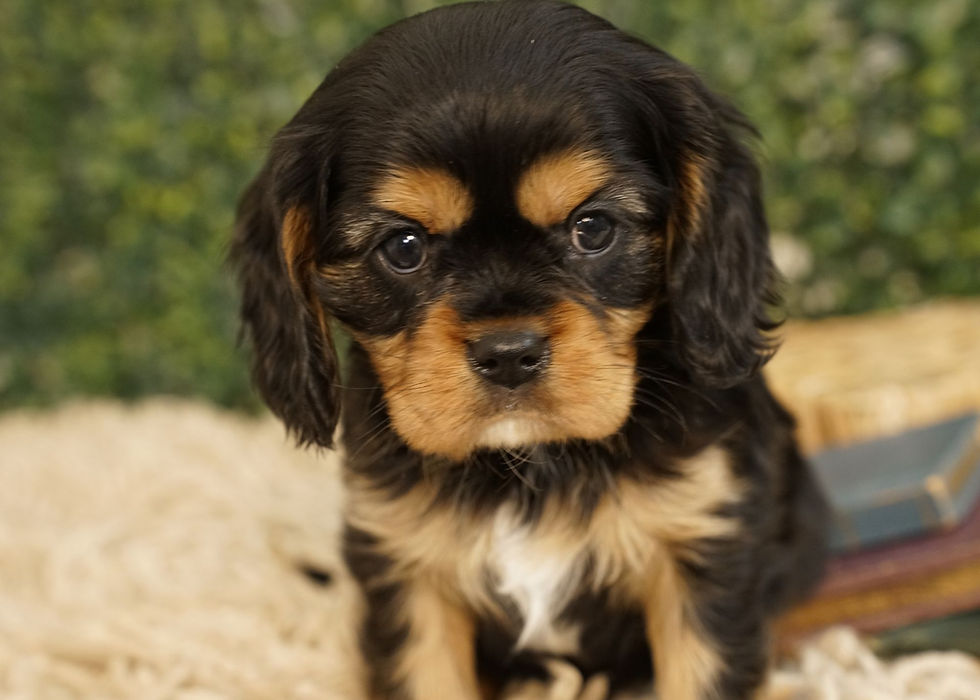 Cavalier King Charles Spaniel Puppy For Sale