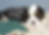 Thumbnail: Cavalier King Charles Spaniel Puppy