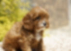 Thumbnail: Aveline Cavapoo Puppy